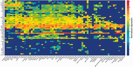 Averaged protein expression vectors. Representation of selected 53 genes averaged protein abundance vectors for the 69 anatomical entities in HIPED.