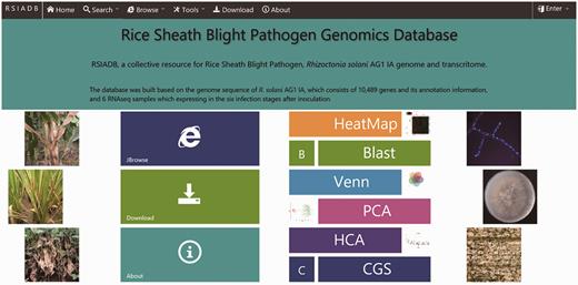 RSIADB organization and description of database functions.