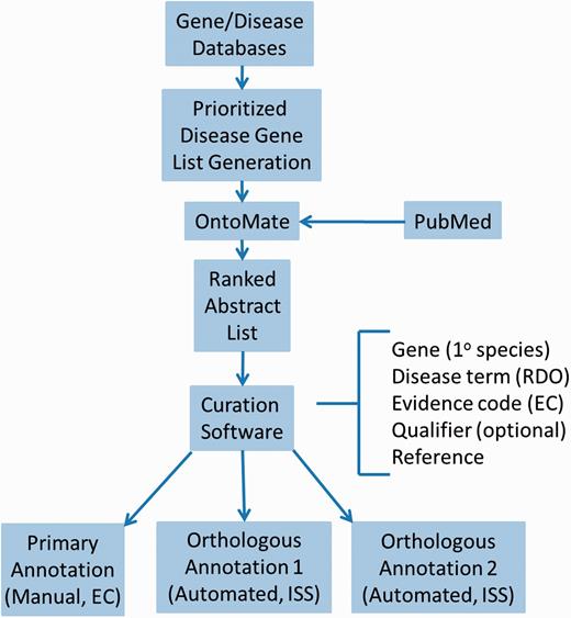 Disease curation flow diagram. Prioritized gene lists derived from disease databases are used to search PubMed using the text mining tool OntoMate. The ranked abstract list obtained is manually curated to generate primary and orthologous annotations.