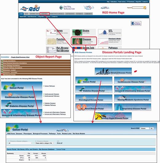The RGD home page showing Disease Portal entry points. Disease Portals can be accessed via the landing page or object report pages.