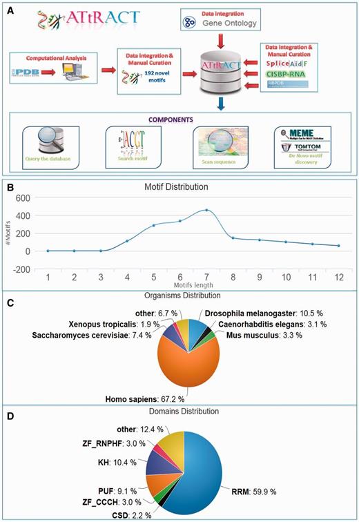 ATtRACT database. (A) Data flows in ATtRACT database. (B) Distribution of motif length in the ATtRACT database. (C) Organism distribution for all the different RNA motifs included in the database. (D) Frequency distribution of the different protein domains in the RBPs included in the ATtRACT database.