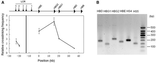 3C analysis of chromatin interactions between the locus control region (HS2) and the rest of the β-globin locus in K562 cells using HindIII restriction enzyme. A. The qPCR signals at the tested loci. The black vertical line indicates the anchor. The relative crosslinking frequency was determined by quantitatively comparing ligated genome DNA with the control BAC DNA, and the lowest frequency at the HBD site was set as the unit. The error bar represents the standard error of three independent experiments. B. Gel analysis of the qPCR product. All amplicons were proved to be the correct ligated products by Sanger sequencing.