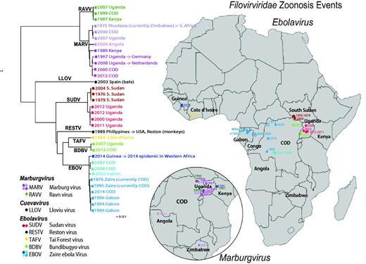 Human outbreak map and phylogeny of filoviruses. Using just the concatenated coding regions of the 34 one-per-outbreak sequences from the database (excluding the non-coding regions as they vary in length, and are very difficult to reliably align across species), we reconstructed the phylogeny of all filovirus outbreak sequences (see also Supplementary Figure S1), using the PHYML web interface provided through the HFV database (37) (http://hfvdev.lanl.gov:9100/content/sequence/PHYML/interface.html). Here, the year and the country name for each sequence are given to highlight the timing of a source of the sampled outbreak. Details concerning the sequences included in this tree and phylogenetic methods are shown in Supplementary Figure S1. If a virus was contracted by an individual while visiting a country, but discovered upon return to their own county, it is labeled with an arrow. For example a South African was infected with Marburg virus while visiting Rhodesia (now Zimbabwe) in 1975, and so the taxon representing this infection is labeled ‘ZW -> ZA 1975’ where ZW is the ISO 2 letter code for Zimbabwe, ZA is the code for South Africa, and 1975 is the year of sampling. It corresponds to the point in Zimbabwe on the Marburg inset map, labeled 1975. Of note, if the year of sampling of the sequence in the tree is later than a corresponding year in the map, it is because the disease outbreak spanned a year. For example, the 2013–15 EVD outbreak in Western Africa began with an index case infected in December 2013, so it is labeled 2013 on the map; as the first samples that were sequenced were obtained in March 2014, 2014 is indicated in the tree. The geographic source of each sequence and the time of sampling were used to associate the sequences with the disease outbreak lists (CDC links). Several of the human disease outbreaks listed by the CDC did not have a corresponding sequence, and those are noted with a year in the map, but are represented as open oval; filled ovals represent disease outbreaks with a corresponding sequence. In some cases the precise location of an outbreak is not known; for instance, the location within Uganda where the African Green Monkeys that first carried MARV to Germany is just represented by a point in Uganda; some outbreaks were only noted to be within a particular province. Viruses from different species are assigned different colors, and clades representing phylogenetically closely related sequences are indicated by similar colors.