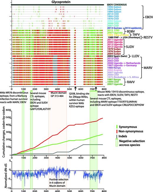 Analysis of synonymous/non-synonymous substitution rates in the GP across filoviruses. The same set of 34 one-per-outbreak sequences is used as in Figure 1 and Supplementary Figure S1. The sequences are presented in the order of the phylogenetic tree in Supplementary Figure S1, bottom to top. Sequence colors correspond to the sequence colors on Figure 1 and Supplementary Figure S1. Top panel: Created with the HFV database tool Highlighter (http://hfv.lanl.gov/content/sequence/HIGHLIGHT/highlighter_top.html). Synonymous (green) and non-synonymous (red) substitutions in each sequence with respect to EBOV consensus sequence are shown by vertical bars. Grey bars represent insertions and deletions. Codon numbering corresponds to the alignment numbering. Green horizontal bars and green-shaded areas represent regions that with negative selection (prevalent synonymous substitutions) across filoviruses. Red horizontal bar and red-shaded area show EBOV mucin-like domain. Epitopes overlapping regions of negative selection are shown under top panel’s figure. Middle panel: Cumulative synonymous (green), non-synonymous (red) and indels (gray) changes codon-by-codon, obtained using the HFV database tool SNAP (http://hfv.lanl.gov/content/sequence/SNAP/SNAP.html) are shown. Rapidly rising regions (i.e. mucin-like domain) in non-synonymous plot compared with synonymous plot correspond to high accumulation of non-synonymous changes. Slowly changing regions on non-synonymous plot compared with corresponding regions on synonymous plot indicate negative selection. Bottom panel: Normalized dN-dS difference, calculated with the external DataMonkey SLAC tool (http://www.datamonkey.org/), (48–50). The general reversible substitution model was selected by Datamonkey out of 199 models. The analysis was run using single-likelihood ancestor counting (SLAC), fixed effects likelihood (FEL), random effects likelihood (REL) methods, and the integrated analysis, as recommended by Kosakovsky Pond et al. (50). The three methods combined found 6 sites of positive selection, supported by two or all three methods, in or very close to the mucin-like domain region, in codon positions 309, 310, 318, 332, 403, 430, relative to EBOV Mayinga reference isolate.