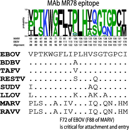 Virus variability across filovirus species of MAb MR78 epitope. Discontinuous positions of MAb MR78 epitope are shown. A Sequence WebLogo was constructed over 34 sequences from the one-per-outbreak alignment (using the QuickAlign HFV database tool (http://hfv.lanl.gov/content/sequence/QUICK_ALIGNv2/QuickAlign.html), but, since the epitope was completely conserved within each species, only species reference sequences are shown under the logo. Position numbering is given according to EBOV, MARV and the alignment.