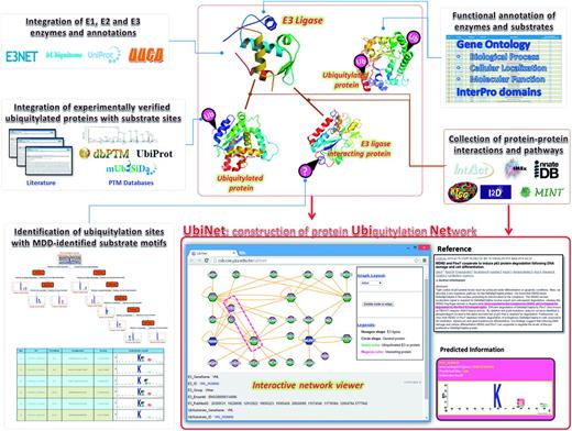 Flowchart for the construction of the UbiNet system.