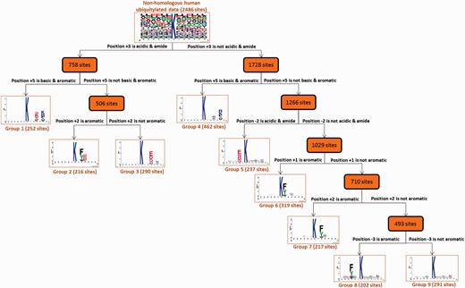 Tree view of MDD-clustered subgroups with statistically significant motifs for 2486 non-homologous human ubiquitylation sites.