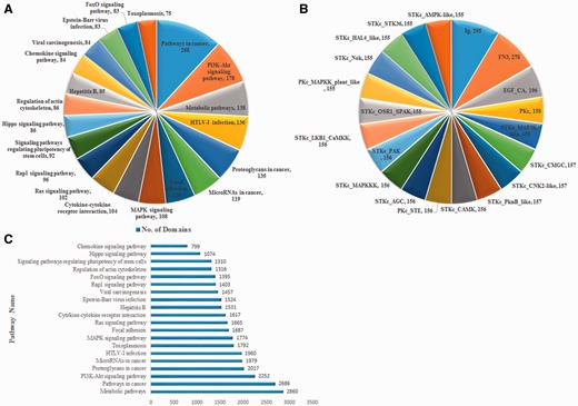 (A) Major pathways shared by the genes. ( B ) Major domains shared by the genes. ( C ) Number of domains present in various major pathways.