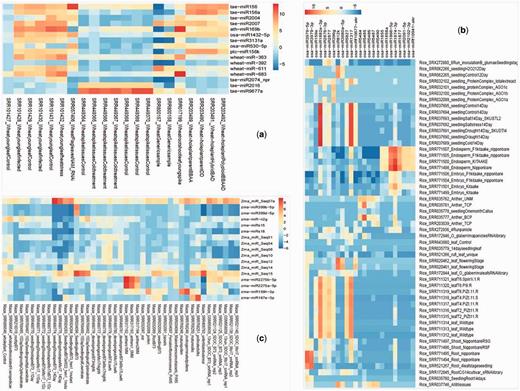 Tissue preferential expression heatmap of wheat (A), rice (B) and maize (C). The tissue preferential miRNA were filtered on the basis of fold change (above 80-fold) expression as compared with other miRNA expression and the fold change values were calculated by cumulative TPM values of one tissue versus average of cumulative TPM of other tissues.