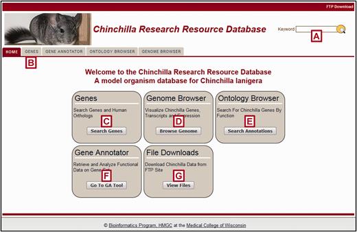  The Chinchilla Research Resource Database (CRRD) Home Page. The CRRD home page gives easy access to keyword ( A ) and gene-specific ( B , C ) searches, to the Chinchilla JBrowse Genome Browser ( D ), to the Ontology Browser and Search Tool ( E ), to the Gene Annotator (GA) Tool ( F ) and to the FTP site for bulk data downloads ( G ). 