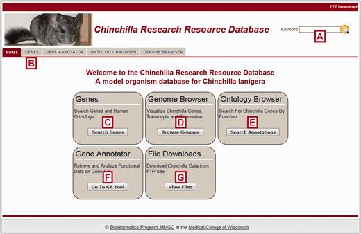 The Chinchilla Research Resource Database (CRRD) Home Page. The CRRD home page gives easy access to keyword ( A ) and gene-specific ( B , C ) searches, to the Chinchilla JBrowse Genome Browser ( D ), to the Ontology Browser and Search Tool ( E ), to the Gene Annotator (GA) Tool ( F ) and to the FTP site for bulk data downloads ( G ).