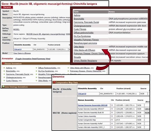 Gene Report Page for Chinchilla. CRRD gene reports display basic information about the gene including the symbol and name of the gene, a description based on the functional annotations for that gene, the gene type as assigned by NCBI and the RefSeq status of the gene. In addition, a link is given to the human ortholog (top left). The Annotations section includes Gene Ontology (GO), Disease and Pathway annotations inferred to chinchilla genes from their human orthologs. When viewing the list of annotated terms, the ‘Toggle Annotation Detail/Summary View’ link can be used to show additional details (top right). Comparative map data includes the scaffold positions for chinchilla genes and positions on multiple assemblies for human (bottom).