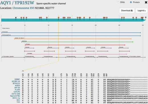 Visualization of genetic variation within AQY1 gene across alternative reference strains in SGD. Variations within AQY1 among 11 alternative strains and the S288C reference strain are depicted in the SGD Variant Viewer. Non-synonymous mutations and deletions/insertions with their location information in AQY1 are shown in the viewer. We can see that AQY1 is conserved in most laboratory strains. SK1 shows the most non-synonymous mutations relative to the S288C reference unlike the other strains. There are two common mutations that appear in four strains Sigma1278b, RM11-1a, SK1 and Y55: V121 (guided in a yellow line in the viewer) and P255. SK1 has a shorter C-terminus than other strains whereas Sigma1278b, RM11-1a and Y55 have longer C-termini than the eight laboratory strains. Other than the C-terminus and two mutations (V121 and P255), Sigma1278b, RM11-1a and Y55 show conserved amino acids with the eight laboratory strains unlike SK1. 