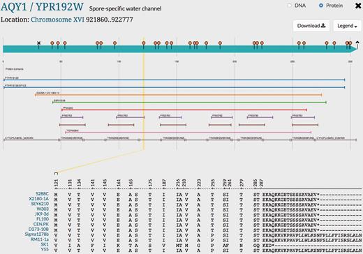 Visualization of genetic variation within AQY1 gene across alternative reference strains in SGD. Variations within AQY1 among 11 alternative strains and the S288C reference strain are depicted in the SGD Variant Viewer. Non-synonymous mutations and deletions/insertions with their location information in AQY1 are shown in the viewer. We can see that AQY1 is conserved in most laboratory strains. SK1 shows the most non-synonymous mutations relative to the S288C reference unlike the other strains. There are two common mutations that appear in four strains Sigma1278b, RM11-1a, SK1 and Y55: V121 (guided in a yellow line in the viewer) and P255. SK1 has a shorter C-terminus than other strains whereas Sigma1278b, RM11-1a and Y55 have longer C-termini than the eight laboratory strains. Other than the C-terminus and two mutations (V121 and P255), Sigma1278b, RM11-1a and Y55 show conserved amino acids with the eight laboratory strains unlike SK1.