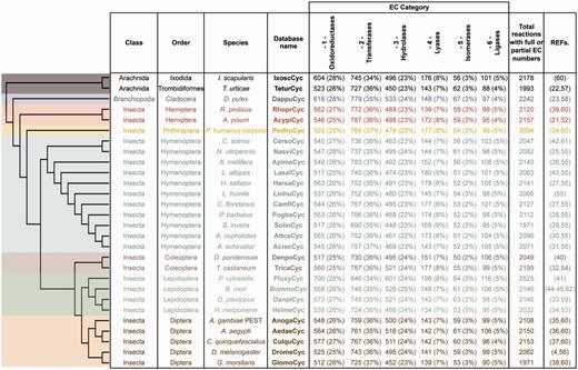 ArthropodaCyc databases list and summary. This table shows the distribution of reactions in the Cyc databases across the six top-level categories identified by the Enzyme Commission (E.C.). Included in this table are all reactions in each database which have been assigned either full or partial E.C. numbers, and for which an enzyme has been identified (these statistics do not include pathway holes). Phylogenetic relationships between species are displayed using a cladogram based on available data (46–50).