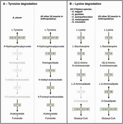 Two examples of insect pathway differences identified using ArthropodaCyc. (A) Pathway of tyrosine degradation, comparison between A. pisum and the other insects of ArthropodaCyc; (B) Pathway of lysine degradation, comparison between the five species of Diptera and the other insects of ArthropodaCyc. In each pathway, green coloured enzymes are present, while grey enzymes and reactions are absent. Enzymes: 1.13.11.5 = homogentisate 1,2-dioxygenase; 1.13.11.27 = 4-hydroxyphenylpyruvate dioxygenase; 1.2.1.31 = L-aminoadipate-semialdehyde dehydrogenase; 1.2.4.2 = oxoglutarate dehydrogenase (succinyl-transferring); 1.5.1.8 = saccharopine dehydrogenase (NADP+, L-lysine-forming); 1.5.1.9 = saccharopine dehydrogenase (NAD+, L-glutamate-forming); 2.3.1.61 = dihydrolipoyllysine-residue succinyltransferase; 2.6.1.5 = tyrosine transaminase; 2.6.1.39 = 2-aminoadipate transaminase; 2.6.1.57 = aromatic-amino-acid transaminase; 3.7.1.2 = fumarylacetoacetase; 5.2.1.2 = maleylacetoacetate isomerase.