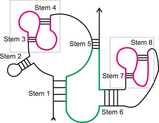 Loops of different stems can be of different types. Stem 1 – pseudoknotted multiple junction; Stem 2 – classical hairpin; Stems 3, 4, 7, 8 – pseudoknotted hairpins; Stem 5 – pseudoknotted internal loop; Stem 6 – isolated internal loop. Boxes and the structures outlined in purple highlight pseudoknots. The loop of stem 5 is shown in green.