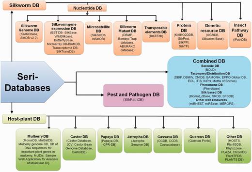 Schematic representation of Seri-databases classified into four categories- Silkworm Databases-20 No.s, Host Plant Databases-23 No.s, Pest and Pathogen Databases- 01 No., Combined Databases-17 No.s.(Abbreviations- SilkDB: Silkworm Knowledgebase, EST DB: Expressed Sequence Tag Database, BmMDB: Bombyx mori Microarray Database, SilkTransDB: Silkworm Transcriptome Database, SilkSatDb: Silkworm Microsatellite Database, DBMP: Database of Bombyx mutant photographs, BmTEdb: Transposable elements database for B. mori, SilkProt: Annotated protein database of silkworm, SilkPPI: Silkworm Protein–Protein Interaction database, SilkTF: Silkworm Transcription Factor Database, SGRDB: Silkworm Gene Resources database, iPathDB: Insect Pathway Database, MorusDB: Morus Genome Database, MulSatDB: Mulberry Microsatellite Database, CastorDB: A comprehensive knowledgebase database for R. communis, Papaya-DB: Papaya Genomic Resources Online, CPR-DB: Papaya Repeat Database, CGDB: Cassava Genome Database, CCDB: Chinese Cassava Genome Database, HOSTS: a Database of the World's Lepidopteran Host plants, PlantGDB: Resources for Comparative Plant Genomics, ChromDB: The Chromatin Database, PlantTFDB: Plant Transcription Factor Database, SilkPathDB: Silkworm Pathogen Database, BOLD: Barcode of Life Data System, DBIF: Database of Insects and their Food Plants, DBMW: Database of Butterflies and Moth of the World, CNIDB: Common Names of Insects Databases, BAMONA: Butterflies and moths of North America, EOL: Encyclopedia of Life, ITIS: Integrated taxonomic information system, SRDB: Spatio-temporal database of Silk Road, SFSDB: Silk Fabric Specification Database, miRNEST: An integrative microRNA resource, miRBase: The microRNA database, MEROPS: the peptidase database).