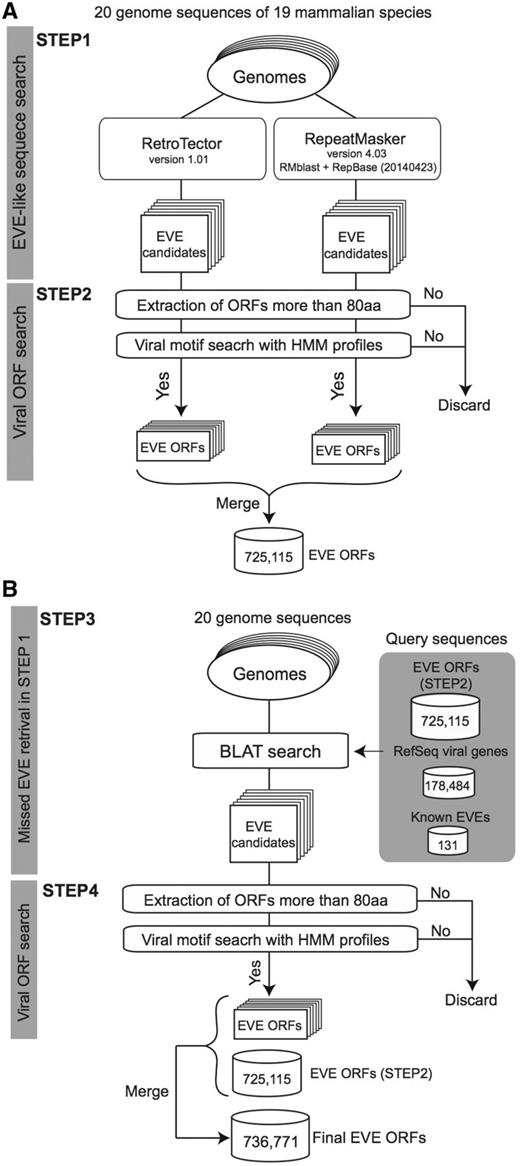 A schematic workflow of a four-step procedure for identifying EVE ORFs in 20 mammalian genomes. (A) First extraction of EVE candidates by RetroTector and RepeatMasker (STEP1) followed by ORF extraction processes in each genome (STEP2). (B) Second extraction of EVE ORFs by BLAT search for retrieving missed EVE candidates in STEP2 (STEP3). Similarly to the first extraction, EVE ORF datasets are generated by ORF extraction processes (STEP4). This is the final dataset of the gEVE database. The numbers for EVE ORF sequences in (A) and (B) indicate the total numbers of non-overlapping sequences in the 20 mammalian genomes. The numbers of extracted EVE sequences at STEP2 and STEP4 for each genome are shown in the Supplementary Table S3.