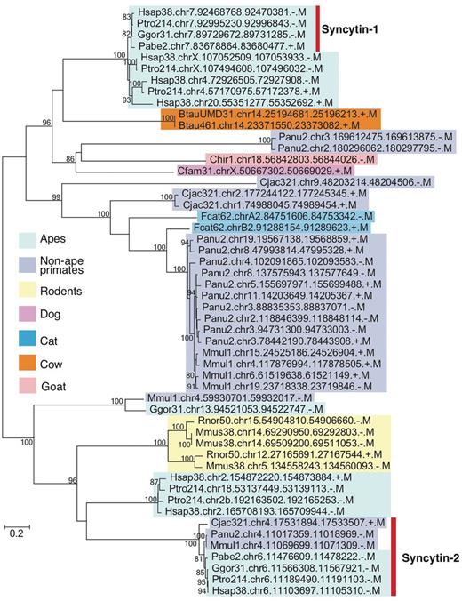 Phylogenetic tree of syncytin-1 like sequences. All sequences over 400 amino acids were extracted from BLASTP hits with e-values <e-40, and the tree was built with RAxML (31) with substitution model (JTT + G + I) determined by ProtTest3 (32). Bootstrap values are shown on the node (1,000 replicates). Known syncytin-1 and -2 genes in primates are indicated by the bar on the right. External nodes show EVE IDs (see Table 2 as well).