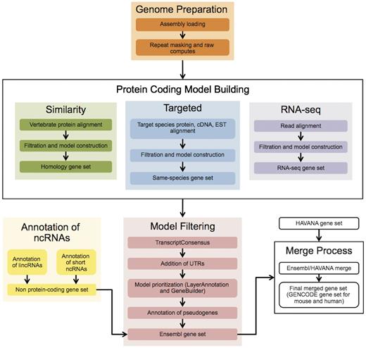 The Ensembl Genebuild workflow for annotating genes. The first phase of the annotation process is the Genome Preparation stage, which prepares the genome for gene annotation. The second phase is the Protein-coding Model Building stage, consisting of the Similarity, Targeted and RNA-seq pipelines. This generates a large set of potential protein-coding transcript models by aligning biological sequences to the genome and then inferring transcript models (exon–intron structures) using the alignments. Noncoding genes are annotated separately. Usually, the final phase is the Model Filtering stage. This involves sorting through the potential coding transcript models and filtering out those that are not well supported. Pseudogenes are then annotated and the noncoding RNA genes are incorporated to create the Ensembl gene set, which is then cross-referenced with external data sources. For some species (human, mouse, rat, zebrafish and pig) the HAVANA group produces manually curated gene sets. These annotations are merged with our Ensembl gene set to produce the final merged gene set. In the case of mouse and human, the merged sets comprise the GENCODE sets of genes.