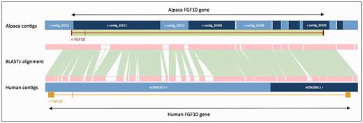  Projection of human FGF10 to alpaca. The FGF10 gene in alpaca was annotated by aligning the human and alpaca assemblies using BLASTz, and then projecting (copying) the human gene onto the alpaca genome. A novel structure, GeneScaffold_2975, was generated in the alpaca assembly by bringing together the shorter scaffolds that aligned to the human region containing the FGF10 gene. 