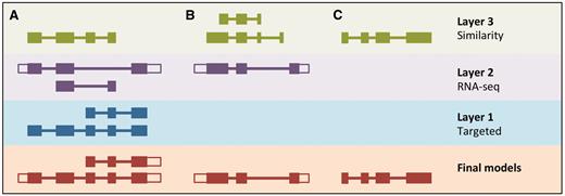  LayerAnnotation method. Candidate transcript models produced by each of the model-building pipelines are assigned varying levels of priority. In this example, models produced by the Targeted pipeline (which uses same-species protein data) are placed in Layer 1 and are therefore given preference over models with overlapping exons from the other model-building pipelines. Models produced using RNA-seq data are placed in Layer 2 and are given priority over those produced by the Similarity pipeline (which uses protein data from other species) in Layer 3. Final models indicate those selected for the final Ensembl gene set. ( A ) Candidate transcript models were produced by three model-building pipelines. The final protein-coding models were selected from Layer 1. Untranslated regions (unfilled boxes) were added from an RNA-seq model in Layer 2. The two transcript models will later be collapsed into a single gene model. ( B ) Layer 1 contains no model that overlaps with the model in Layer 2, and so the model in Layer 2 is the final model. ( C ) Layer 1 and Layer 2 contain no models that overlap with that in Layer 3, so the model in Layer 3 is selected as the final one. 