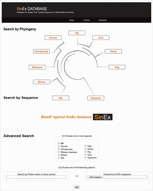 Screen shot of the web interface of SinEx DB. There are three ways to access SinEx DB data: (i) by exploring the database content through the browsable phylogenetic schema, (ii) using a protein sequence in FASTA format as a query against SinEx DB and (iii) doing an advanced search to interrogate one or more genomes (see text for more details). Nucleotide and protein sequences of SEGs and protein sequences of MEGs from 10 mammalian genomes are downloadable in FASTA format. A tutorial is also available in the webpage (www.sinex.cl/tutorial.app).