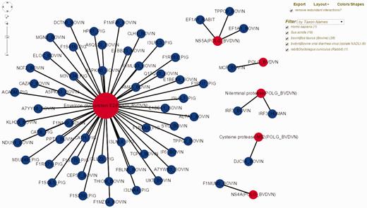 Visualization of BVDV–bovine interaction network in HPIDB 2.0. The represented network is obtained by selecting ‘Network Visualization’ in the result page obtained from a taxon search of HPIDB 2.0 data for BVDV strain NADL. The view shows the options (including exporting network, removing redundant data, changing layout, colors/shapes and filtering by taxon, protein, interaction type and detection method) available to the user to generate a custom network. Red and blue nodes represent viral and host proteins, respectively. Node size reflects the number of interactions available for proteins in the network.
