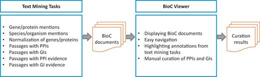 Workflow of the BioCreative V BioC track . Text mining systems first annotate PPI/GI passages as well as gene/protein/organism mentions appearing in full-text articles. After a merging process, BioC documents are imported to the visualization tool (BioC Viewer). Finally, BioGRID curators record PPI/GI pairs by using the BioC Viewer. 