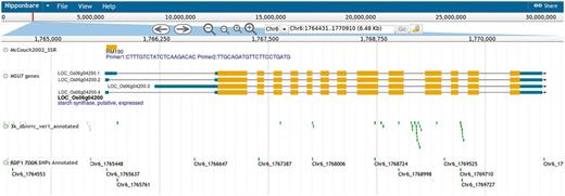 Screenshot showing the genome browser displaying the SSR marker RM190 and surrounding context of genes and SNPs.
