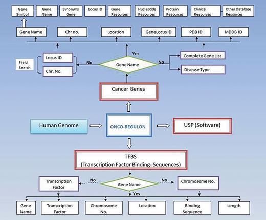 Schematic representation of Onco-Regulon. There are two main features of Onco-Regulon. One is the database part which comprises of a list of 933 genes implicated in cancer and another is the database of more than 10 000 transcription factor binding motifs in the human genome. Both databases are linked with human genome to provide position specific TF binding site information. The second main feature of the database is the software to predict unique sequence for sequence specific drug targeting and is named USP or Unique Sequence Predictor.