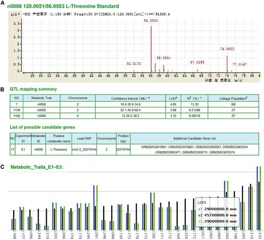 Original data and mapping results of metabolites. (A) Detailed spectrums features of L-Threonine (ID: n0006) based on LC-MS/MS analysis. (B) Significant QTL identified by linkage and association mapping and candidate genes of metabolite n0006. a The number in the middle represents physical position of the peak marker, flanked by the left and right markers of the confidential interval of each QTL, respectively. b LOD value for corresponding QTLs. c The phenotypic variation explained by corresponding QTLs. d BB and ZY correspond to linkage mapping conducted with B73/By804 and Zong3/Yu87-1 RIL populations, respectively. (C) Distribution of metabolite content within different experiments (E1∼E3: three biological repeats in three different locations) of each line (here represented anonymous by L+#ID), take AMP as example.