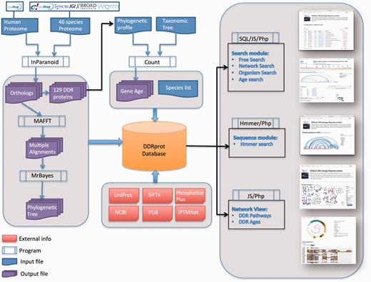 DDRprot Workflow. This diagram depicts the workflow of input/output data in DDRprot.