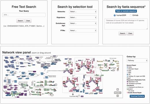 Homepage view. This picture shows a partial view of the homepage depicting available searching modules at DDRprot. From top to bottom and left to right, the ‘free text’ mode, the ‘selection tool’ by type of network, type of organism, evolutionary age of proteins, and post-translational modifications (PTMs). The ‘sequence search’ module uses phmmer from HMMER3, and searches can be restricted to the human proteins or human plus orthologues. The ‘search by clickable image’ module enables graphical searching, where proteins can be ordered by pathway or by evolutionary age. Numbers in the interactions are clickable and point to the PubMed reference describing the relationship. When a protein belongs to more than one pathway, this is indicated by vertical coloured bars. This schema is downloadable.