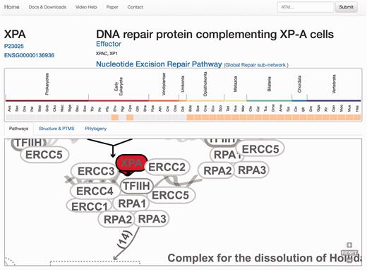 Protein results page, ‘Pathways tab’. The query is the protein XPA. A general description of the query protein is depicted with clickable links. The evolutionary emergence box shows the phylogenetic profile of the protein in 47 species, where orange squares indicate its presence and gray indicate absences (orthologue not found or missing). Species are named using a three-code naming convention (available in the help menu) although rolling over will display full names. The squares are clickable and point to the source of the protein. This emergence box appears constant in all the remaining tabs when selected. In the ‘Pathways’ tab, XPA, is highlighted in red and its location within the pathway is zoomed in, whereas the rest of the proteins are coloured in gray.