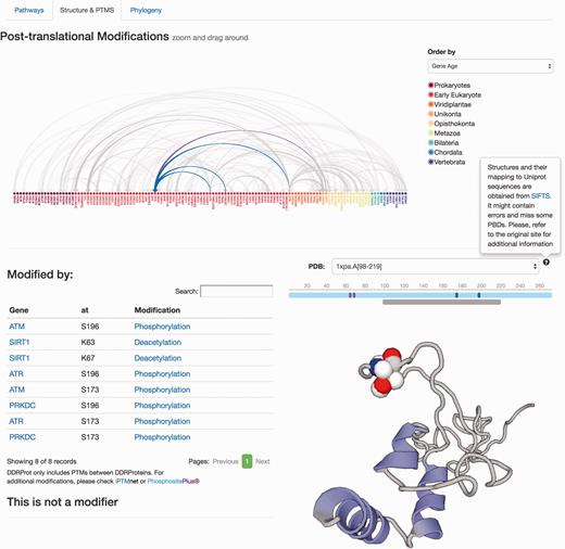 Protein results page, ‘Structure and PTMS’ tab. It provides information regarding Post-translational modifications described in the literature as well as the protein interaction map formalized as an arc-plot within DDR proteins. This map can be ordered by different criteria (gene name, gene age or network), and it will reorder dynamically when changed. The map is clickable and can be zoomed in/out. Links to PTM repositories are provided for the modified protein. If the protein has structural data, PDB structures are shown and PTMs are mapped to these structures if possible using SIFTS. A schematic representation of the protein over the structure indicates the length of the protein sequence (light blue line), the positions of the residues, which are modified (solid vertical bars), whereas the lower gray bar indicates the protein coverage of the selected structure. Clicking on the gray line will point to the PDB structure page. Menus at the left indicate position and type of modifications, and whether the protein is a modifier and/or is modified. Clicking in the modification type directs to the PubMed entry describing the modification.