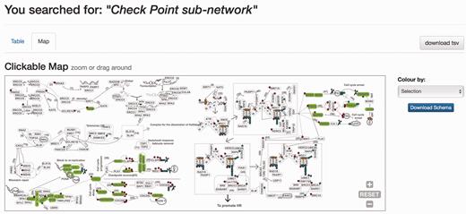 Results page. Results page, ‘Map’ view. The query was by ‘Check point sub-network’. The ‘Map’ tab depicts the proteins belonging to this query within the DDR network to provide context. The selection can be coloured by either pathway or by evolutionary age of the pathway. The schema is downloadable as SVG format file.
