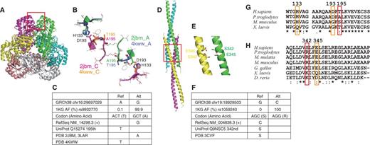 Protein 3D structures including rare variants. (A) Superimposition of two quinolic acid phosphoribosyl transferase (QPTR) hexamers. (B) Dimer–dimer interface of QPTR surrounding the variant residues A195T. Chain As of PDB entries 2JBM and 2KWW are green and purple, respectively and their chain Cs are magenta and orange, respectively. (C) A rare variant in QPTR. (D) Structure of HOMER protein homologue 3 (HOMER3) coiled-coil domains and (E) close-up view with the S342 and E345 residues. (F) A rare variant in HOMER3. (G, H) Sequence comparisons of (G) QPTR and (H) HOMER3.