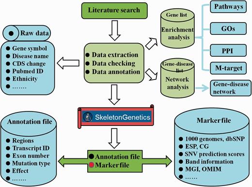 Flowchart of the procedure for ‘SkeletonGenetics’. ‘SkeletonGenetics’ mainly consists of three parts: (i) data extraction based on literature search and GSD-related databases, (ii) annotation of all mutations and genes using ANNOVAR and (iii) enrichment analysis by WebGestalt and gene–disease network analysis graphically.