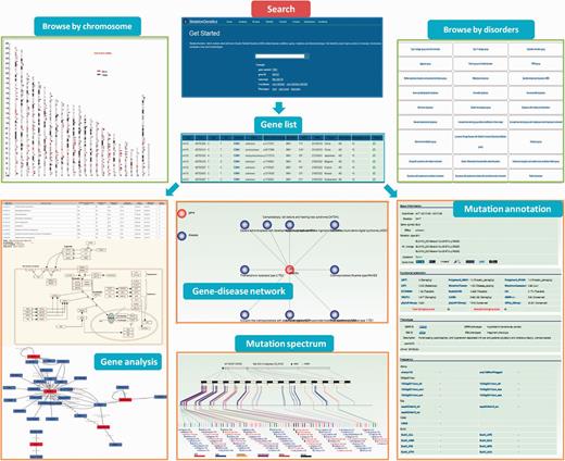 A screenshot of the search, browse and annotation module in ‘SkeletonGenetics’. Search box at home page for searching by five symbols. ‘gene symbol’, ‘gene ID’ and ‘gene transcript’, ‘mutations position’ and phenotype information. ‘Browse by chromosome’ is used to retrieve all GSD-related genes mapped on chromosomes, ‘Browse by disease’ is used to retrieve all GSD-related genes’. Annotation module including functional and enrichment analysis, mutation annotation, mutation spectrum and gene–disease network.