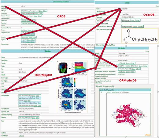 The figure illustrates the integration between the four olfaction databases in SenseLab: ORDB, OdorDB, OdorMapDB and ORModelDB. The scans of entries in each of the databases are highlighted. The double-headed arrows show the integration among the resources. The ‘Ligand’ attribute (see Table 1 for attributes) in ORDB ‘octanal’ can be accessed in OdorDB, as can the ‘Ligand’ attribute in ORModelDB, as well as the ‘Odor’ attribute in OdorMapDB. The ‘Chemosensory Receptor’ attribute in ORModelDB can be accessed through ORDB. The EAV/CR architecture allows the storage of information without the need for replication. Similarly, the OR name can be accessed from OdorDB as well as ORModelDB.