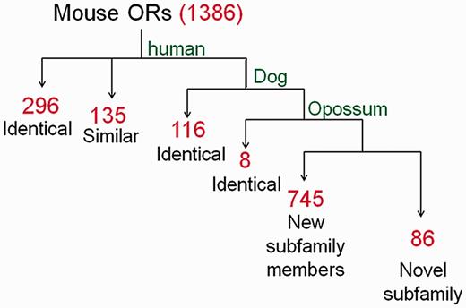 The nomenclature symbol assignment process applied to mouse OR genes. Using the MMS algorithm we compared the mouse OR repertoire to human, dog and opossum and performed a hierarchical symbol assignment as described in the text. Identical: genes identified as mutual-best-hit; similar: genes identified as additional ortholog candidates (second-, third-best, etc.). Red numerals indicate the count of gene symbols assigned to genes in each of the pipeline steps.