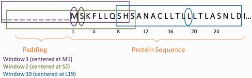  Window extraction and padding at the N-terminal of a protein. Initial Methionine is indexed 1. Each window is of size 20, having a prefix of 11 AA and a suffix of 8 AA. Therefore, the N-terminus of the protein should be padded with 11 ‘dummy’ AA, while the C-terminus would be padded with 8. For each residue along the sequence of the protein, there will be a corresponding window centered at this residue.