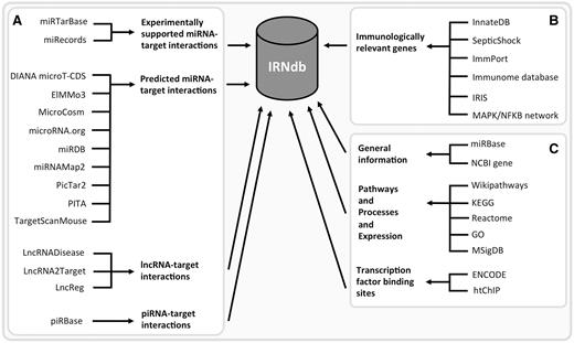  IRNdb construction: public domain data sources. ( A ) ncRNA-related information. ( B ) Information regarding immunologically relevant target genes. ( C ) Annotation data, e.g. general information regarding the biological entities, biological pathways, processes, gene expression data, TFBSs, etc. 