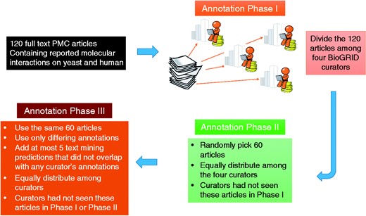 Annotation process for the BioC-BioGRID corpus. Phase I and II equally distributed the articles selected for curation among four curators so that curators had not seen the same article before. Articles contained no annotations, and curators were asked to curate them and mark the useful interactions information using the annotation interface. During Phase III, articles were equally distributed and curators were assigned articles not seen previously. Phase III articles contained pre-highlighted passages: text-mining predictions and passages annotated by only one of the Phases I or II annotators. This annotation phase asked the curators to review the annotations and remove the ones that were not useful for curation.