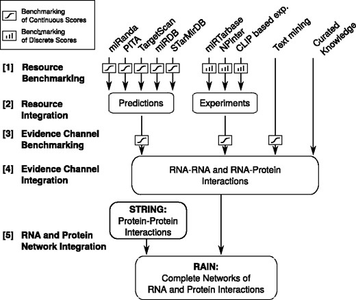 Flow chart illustrating the development of the RAIN database, ranging from establishing scoring schemes for the individual sources of evidence, through integration of resources to evidence channels, to finally defining functional molecular networks.