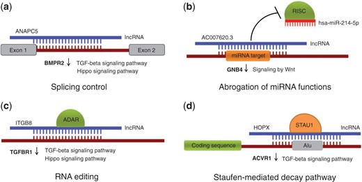 Possible roles of lncRNAs played in the context of RNA-RNA interactions. (a) Modulating alternative splicing events through masking splice sites and other splicing signals (b) Abrogation of miRNA functions by blocking miRNA target sites; (c) Triggering RNA editing by creating dsRNA substrates for ADAR enzymes (d) Guiding protein-coding transcripts to degradation in a SMD pathway. Provided are examples of lncRNAs and differentially expressed genes predicted to be under their control. The genes belong to TGF-β, Hippo and Wnt-related signaling pathways and they all are downregulated in KTCN (marked with down arrows).