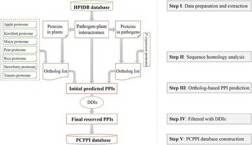 The flowchart for construction of PCPPI database.