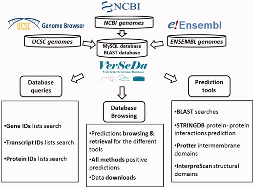 VerSeDa database structure.